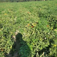 فروش گوجه ربی پرسی و اناری