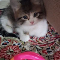 واگذاری گربه