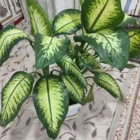 گل دیفن باخیا