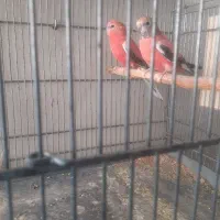 فنچ بنگالی. کراواتی و رز بورک