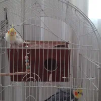 عروس هلندی گم شده