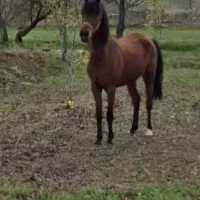 اسب کره 3ساله مادیون