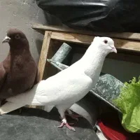 کبوتر سرخ خال سرور با سفید