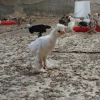 جوجه های زینتی برهما سلطان ...مرغ خروس زینتی
