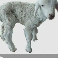 بره شیری و لاغر|حیوانات مزرعه|سرپل ذهاب, |دیوار