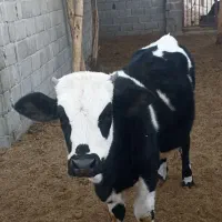 فروش گوساله ماده