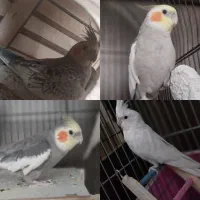 پرنده سالم عروس هلندی دوتا نر دوتا ماده