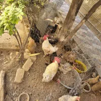 مرغ و جوجه و خروس|حیوانات مزرعه|شیراز, شهرک پرواز|دیوار
