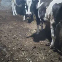 .گوساله نر و ماده.