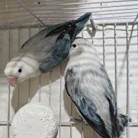 جفت طوطی کوتوله یووینگ