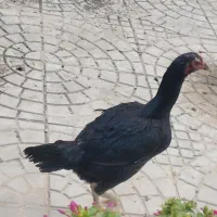 مرغ و خروس لاری|حیوانات مزرعه|فریمان, |دیوار