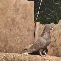 دوم سفید|پرنده|شیراز, قصرالدشت|دیوار