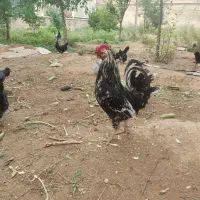 مرغ و خروس گلین|حیوانات مزرعه|شیراز, نیایش|دیوار
