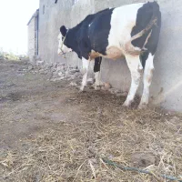 گوساله|حیوانات مزرعه|رامیان, |دیوار