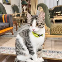 گربه خانگی|گربه|اصفهان, عسگریه|دیوار