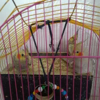 ۷ عدد عروس هلندی با قفس و وسایل