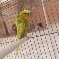 مرغ عشق پروانه ای|پرنده|شاهینشهر, فدک|دیوار