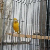 قناری نر معاوضه