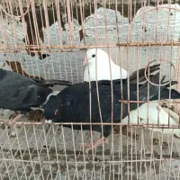 کبوتر|پرنده|ابهر, |دیوار