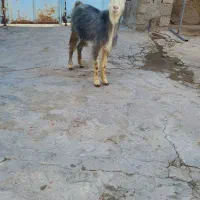 بزز|حیوانات مزرعه|کاکی, |دیوار