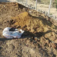 کود سیاه|خدمات باغبانی و درختکاری|کوهدشت, |دیوار