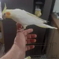 جوجه عروس هلندی دستی