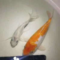 کوی رنگی و سفید