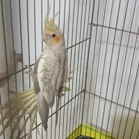 2جفت عروس هلندی سخنگو ومولد|پرنده|هشتگرد, هشتگرد قدیم|دیوار