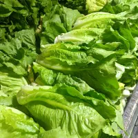 فروشنده کاهو متری خطی کیلویی دانه ای