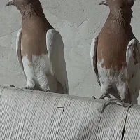 کبوتر|پرنده|تبریز, |دیوار