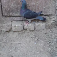 کبوتر چاپی|پرنده|هامون, |دیوار