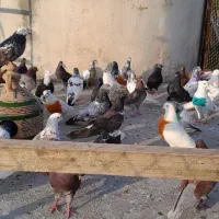 کبوتر پروازی خارجی و ایرانی|پرنده|نشتارود, |دیوار