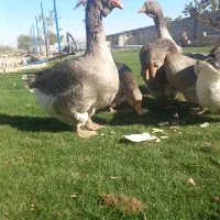 جوجه غاز تولوز