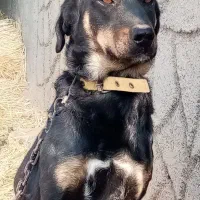 سگ نگهبان|سگ|اراک, |دیوار