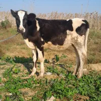 لیشه هولشتاین گوساله گاو|حیوانات مزرعه|رشت, کوی مهر|دیوار