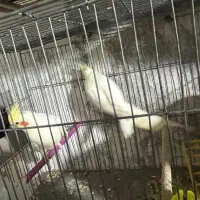 جفت لوتینو دست سخنگو|پرنده|شاهینشهر, فردوسی|دیوار