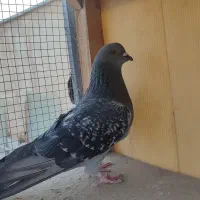 کفتر تهرونی|پرنده|خمینی‌شهر, |دیوار