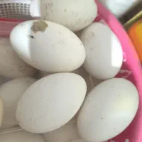 تخم بت(غاز)|حیوانات مزرعه|نیمروز, |دیوار