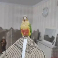 طوطی گرینجیک اهلی|پرنده|ارومیه, |دیوار