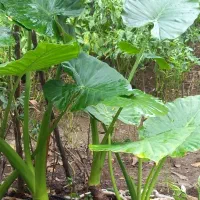 گل بابا آدم خانگی،قیمت مناسب