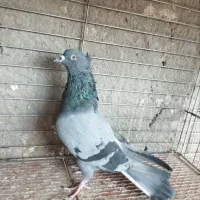 کبوتر پرشی|پرنده|یزد, |دیوار