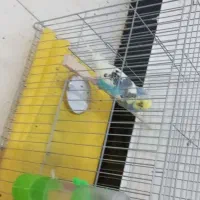 عروس هلندی ومرغ عشق|پرنده|نورآباد, |دیوار