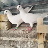 ۲۱عدد کفتر اول بخون بعد زنگ بزن