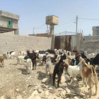 گوشت‌کهره‌‌وبز‌درخدمت‌دوستان‌هستم|حیوانات مزرعه|جم, |دیوار