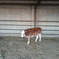 گوساله های خوب سه تا ماده دوتا نر هستش سالم