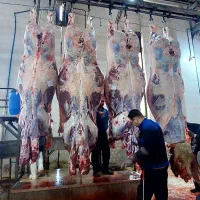 گوشت تازه گوساله جوان
