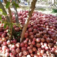 انار هفتادر|خوردنی و آشامیدنی|عقدا, |دیوار