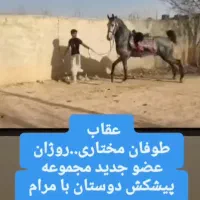 نریان چهار ساله سواری دار|اسب و تجهیزات اسبسواری|اراک, |دیوار