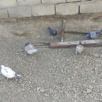 تعدادی کبوتر بفروش میرسد|پرنده|هامون, |دیوار