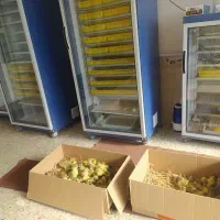 تخم غاز نطفه دار|حیوانات مزرعه|بندر ترکمن, |دیوار